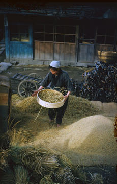 Image of woman winnowing rice to remove the grains from the stalks