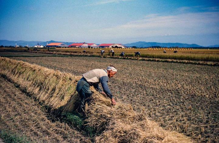 Image of a man placing bundles of rice on the edges of the field to dry